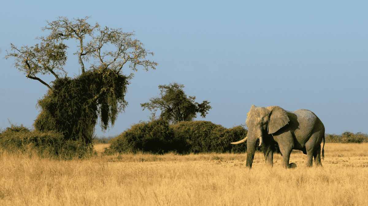 Capture Every Moment In The Wild World